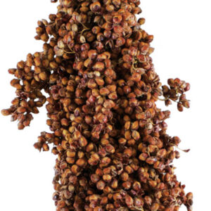JR Birds Dari-Kolben 100g
