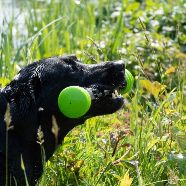 Dog Comets Meteor Wurfstock - Grün / S – Bild 3